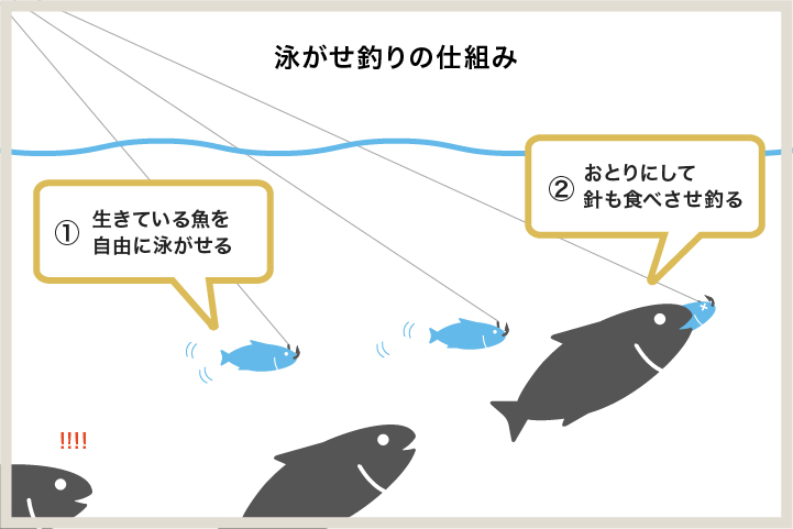 泳がせ釣りの仕組み