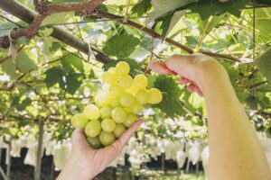 果物狩りの入園料や持ち帰り料金への軽減税率の適用と簡易課税の事業区分