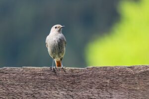 インボイス制度の導入で税理士試験「消費税法」はどう変わる？